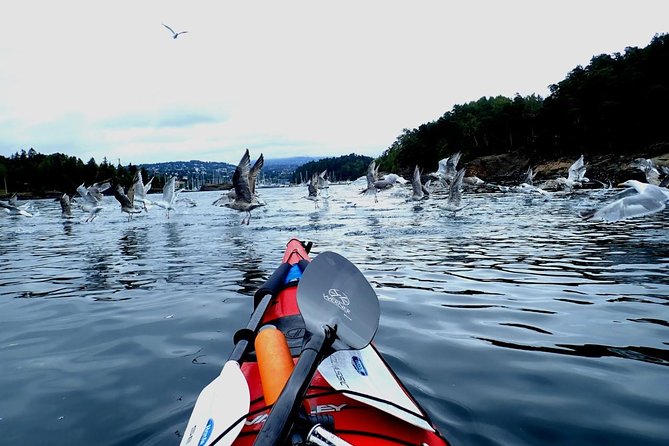 2- hour kayak trip on the Oslo Fjord - Booking and Cancellation Details