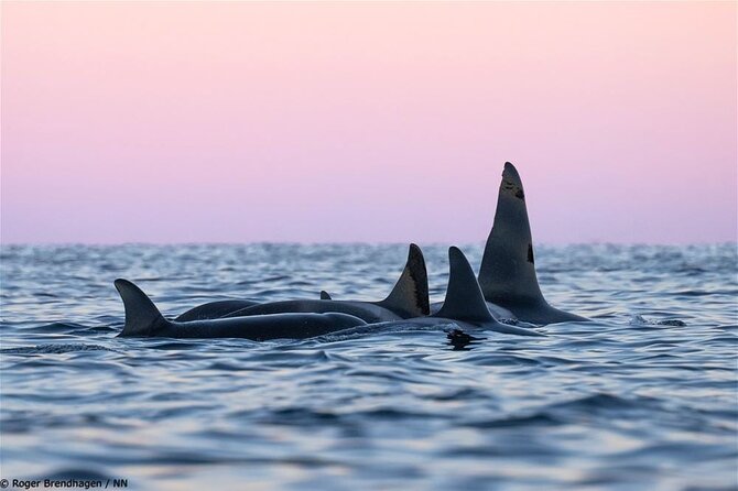 24hr Northern Lights & Whale Watching Cruise - Why this 24-hour Tromsø cruise is different