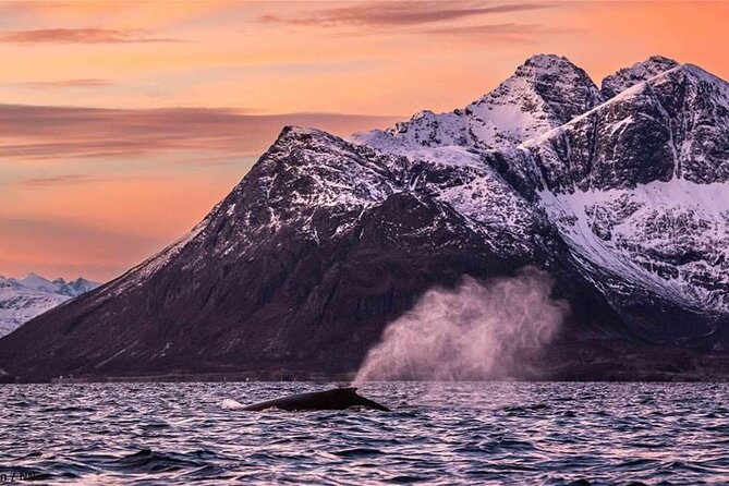 24hr Northern Lights & Whale Watching Cruise - Morning near Skjervøya and the whale search
