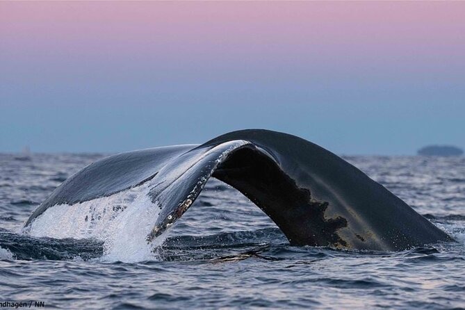 24hr Northern Lights & Whale Watching Cruise - Food, comfort, and the value of the package