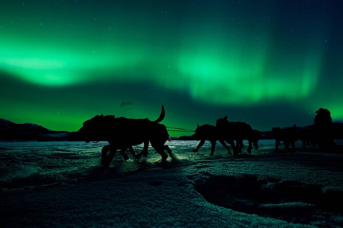 4hr Dog Sledding Tour under the Northern Lights - From Alta to Gargia in about 30 minutes