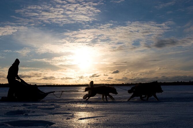4hr Dog Sledding Tour under the Northern Lights - The Northern Lights are a bonus, not a promise