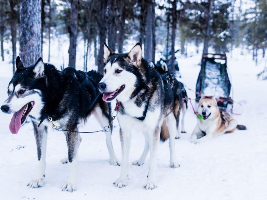 4hr Dog Sledding Trip on Finnmarksvidda - Key points to know before you book