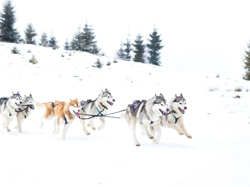 4hr Dog Sledding Trip on Finnmarksvidda - Should you book it?