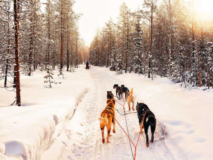 4hr Dog Sledding Trip on Finnmarksvidda - Learning to control a sled and team