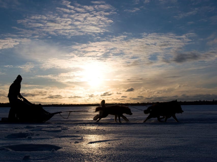 4hr Dog Sledding Trip on Finnmarksvidda - Through pine forest and onto Finnmarksvidda