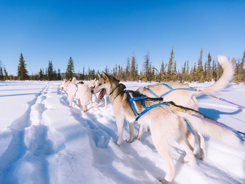4hr Dog Sledding Trip on Finnmarksvidda - Coffee, tea, and stories at Gargia Lodge
