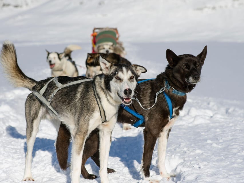 4hr Dog Sledding Trip on Finnmarksvidda - What the price of $340 includes