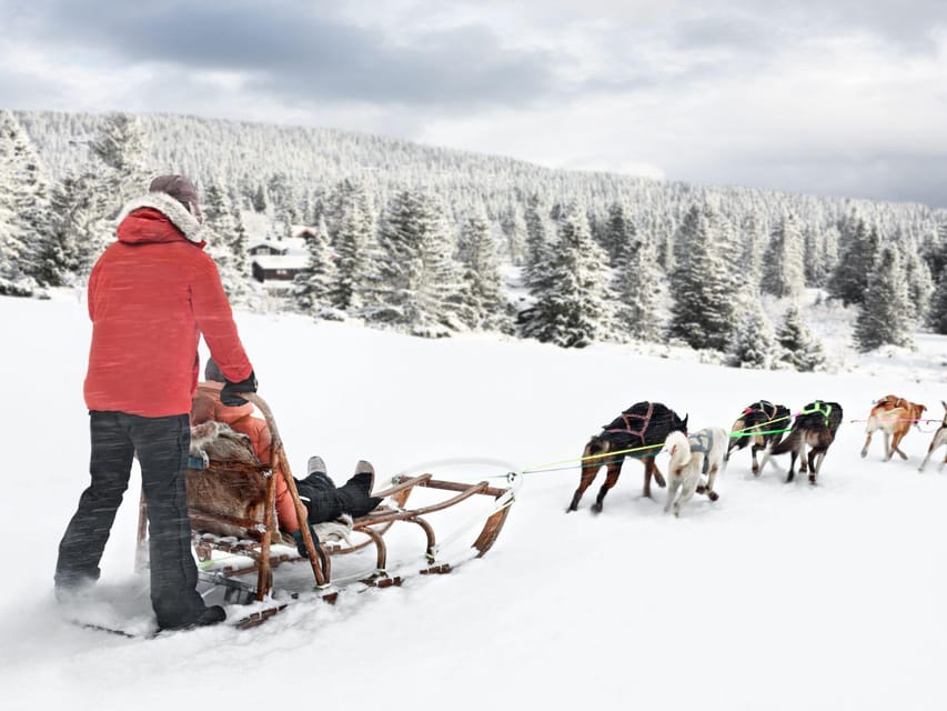 4hr Dog Sledding Trip on Finnmarksvidda - Practical details that affect your choice