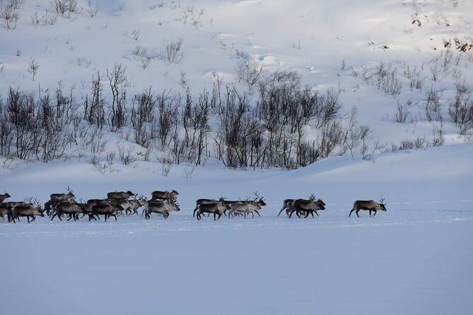 All-Inclusive Arctic Fjords and Sommarøy Scenic Tour - Who will get the most from this outing?