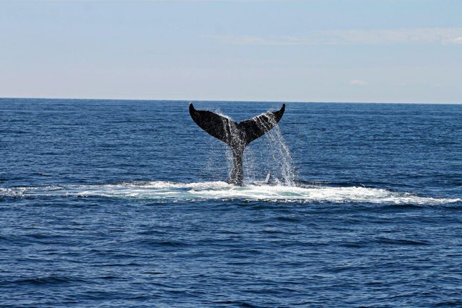 Alta: Alta Fjord Whale Watching Tour - Key things to know before you book