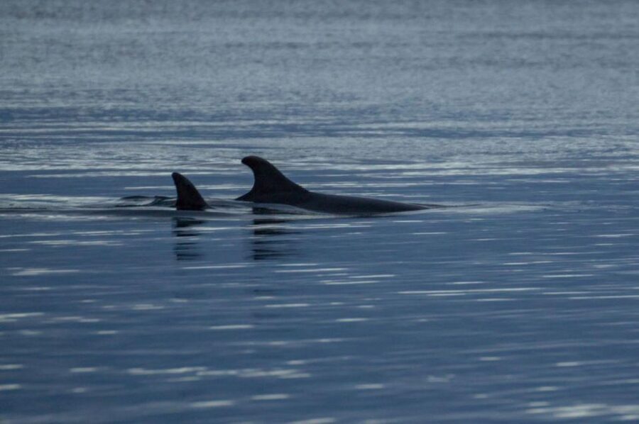 Alta: Alta Fjord Whale Watching Tour - Winter conditions and the supplied cold-weather gear