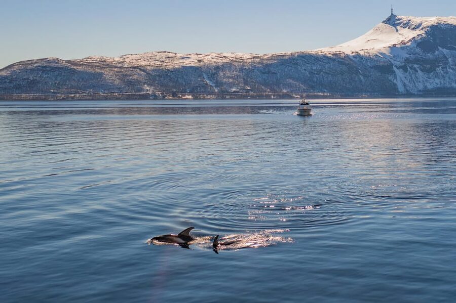 Alta: Altafjord Whale Watching in a Heated Boat - Key points to know before booking