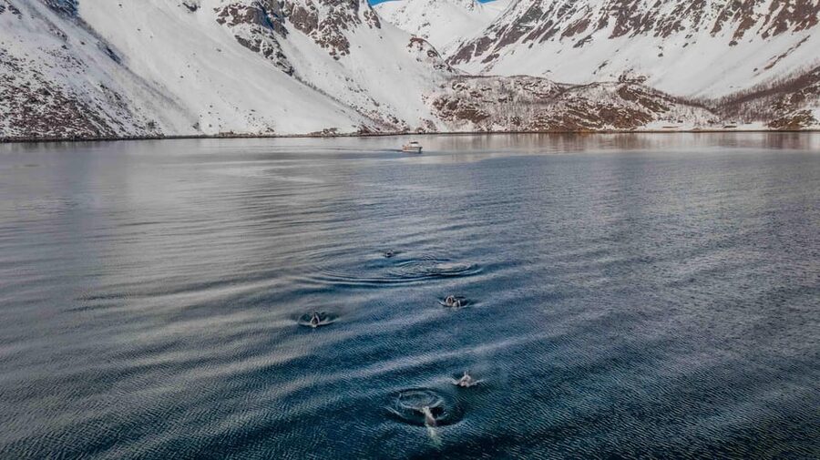 Alta: Altafjord Whale Watching in a Heated Boat - Searching for orcas and humpback whales