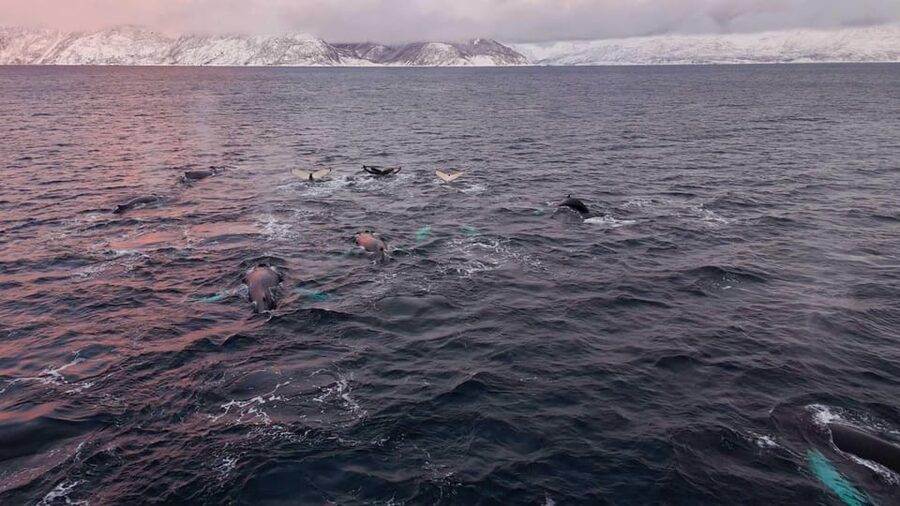 Alta: Altafjord Whale Watching in a Heated Boat - Leaving Alta Harbor aboard Sea Runner