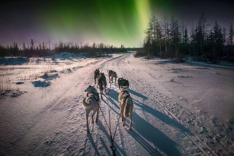Alta: Dog Sledding Trip under the Northern Lights - From Alta to the Gargia mountain lodge