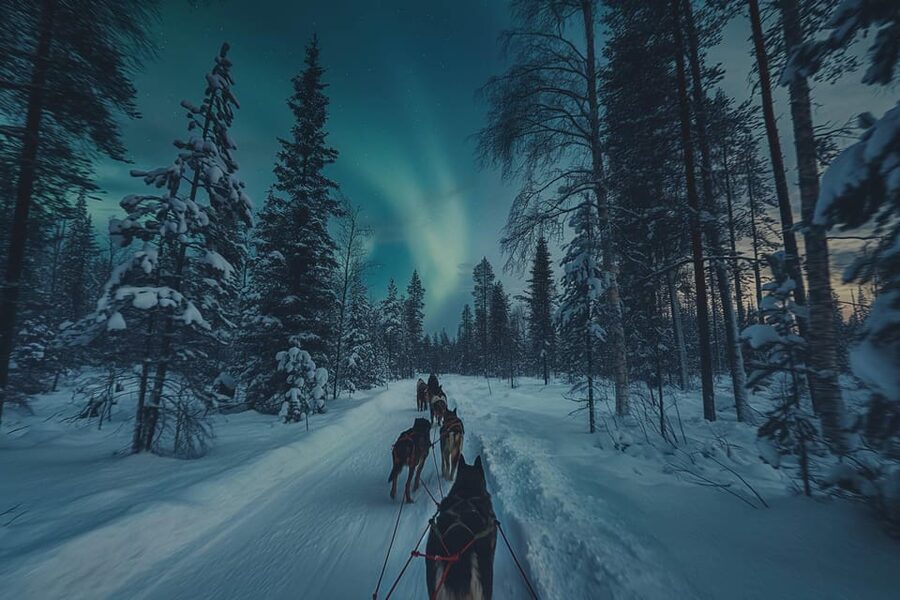 Alta: Dog Sledding Trip under the Northern Lights - The huskies are part of the experience