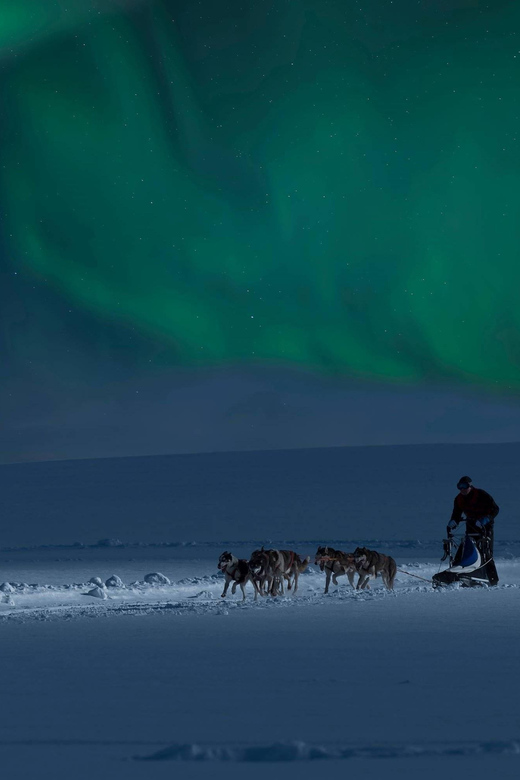 Alta: Dog Sledding Trip under the Northern Lights - Hunting for the Northern Lights