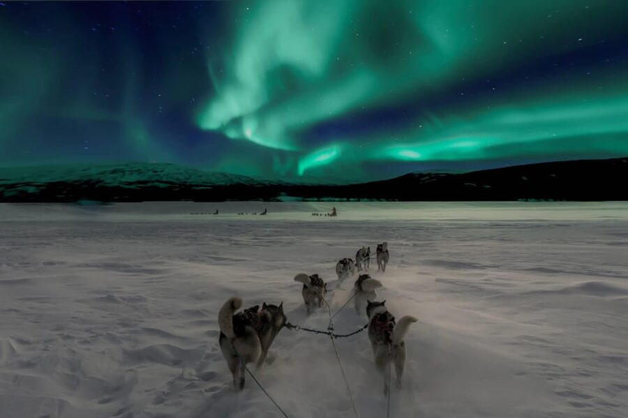 Alta: Dog Sledding Trip under the Northern Lights - Getting ready to drive a husky team
