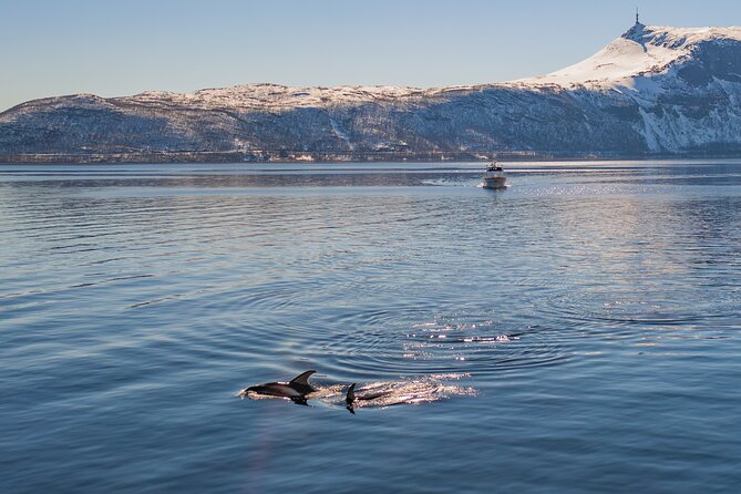 Alta Fjord Whale Watching on a Heated Boat - Watching Orcas and Humpbacks in the Wild
