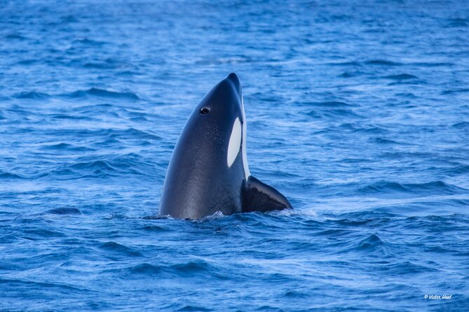Alta Fjord Whale Watching on a Heated Boat - Why the Heated Boat Changes the Experience