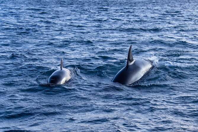 Alta Fjord Whale Watching on a Heated Boat - Timing, Group Size, and the Real Value of $252.25
