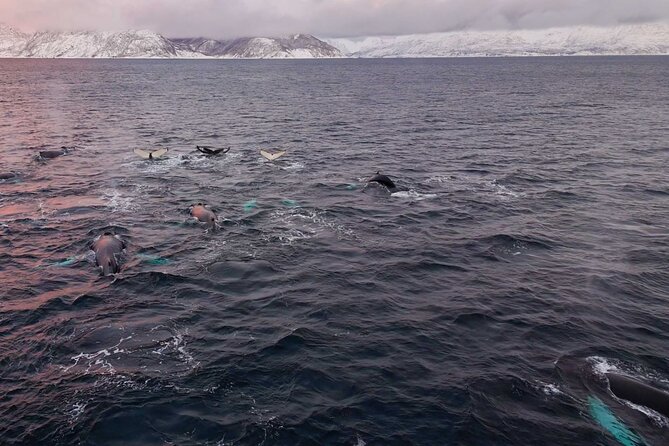 Alta Fjord Whale Watching on a Heated Boat - What to Pack for the Alta Fjord