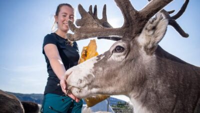 Reindeer – A carrier of Sámi Culture