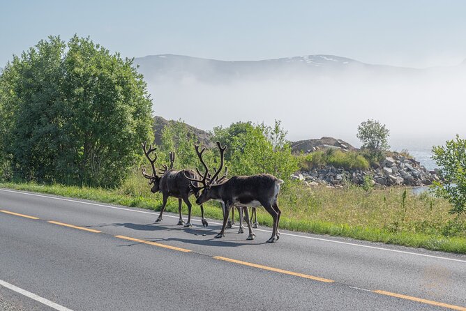 Arctic Fjord Roadtrip with Scenic Picnic from Tromso - Who will enjoy this road trip most