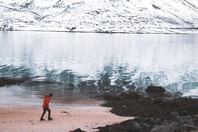Arctic Fjord Sightseeing by Minibus - Ersfjord: a first look at Arctic shore life