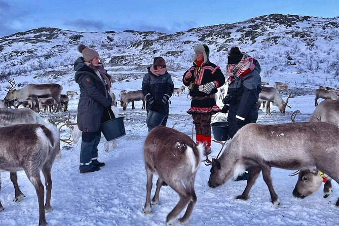 Arctic Fjords and Reindeer Experience – Small group tour - Sommarøy’s beaches and the midday buffet