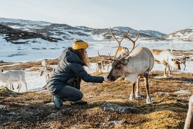 Arctic Fjords and Reindeer Experience – Small group tour - How the six-and-a-half-hour schedule works