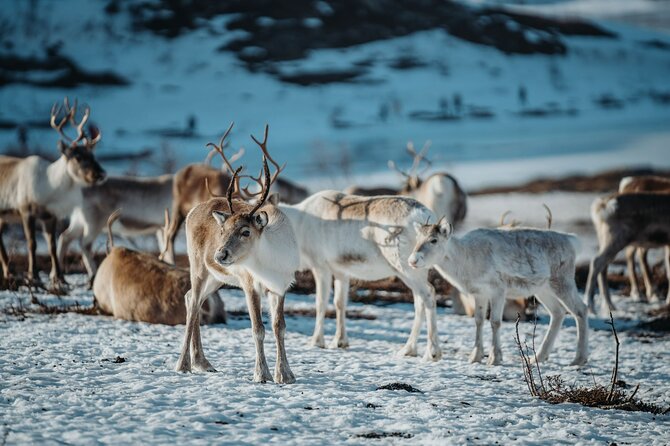 Arctic Fjords and Reindeer Experience – Small group tour - What to wear and how to prepare