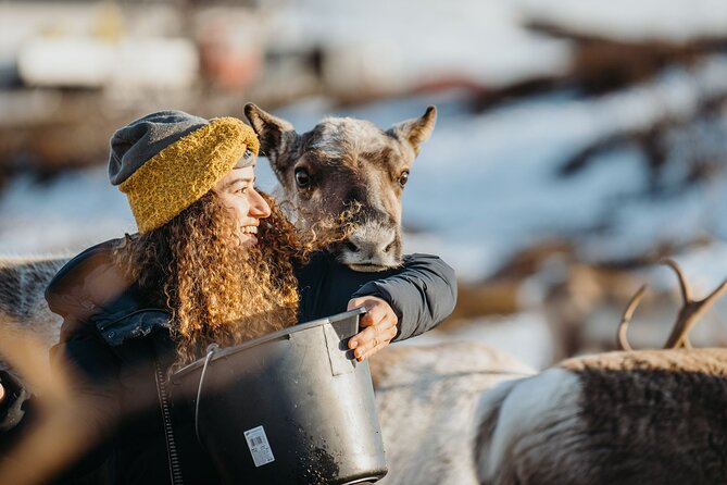 Arctic Fjords and Reindeer Experience – Small group tour - From Fredrik Langes gate to Kvaløya’s fjords