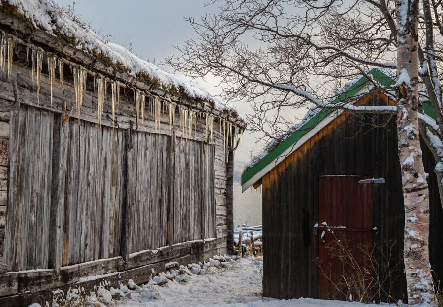 Arctic Nature Tour from Tromsø - Why Kvaløya makes a strong half-day outing