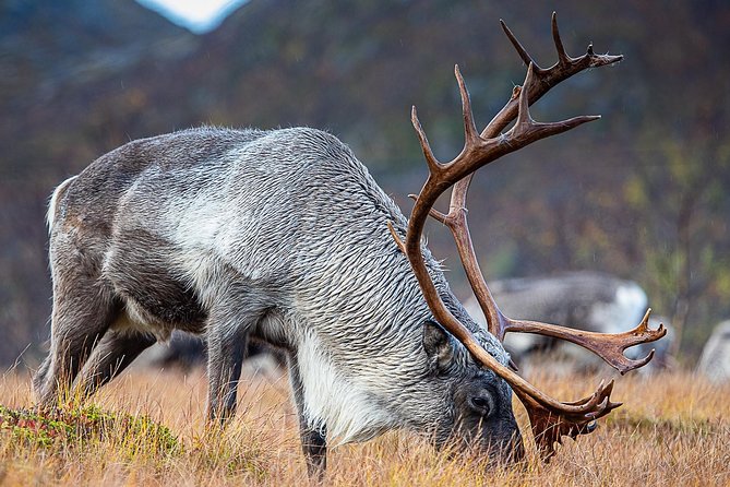 Arctic Nature Tour from Tromsø by minibus - What the $156.55 price really covers