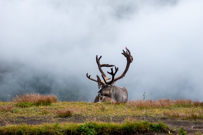 Arctic Wildlife and Fjord Sightseeing - Crossing Sommarøybrua to the white beaches