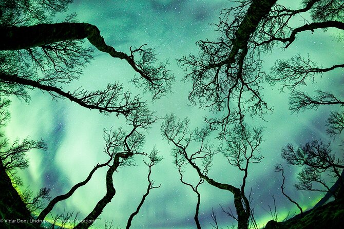 Aurora Adventure Tour with Creative Vacations - Chasing the aurora beyond Tromso