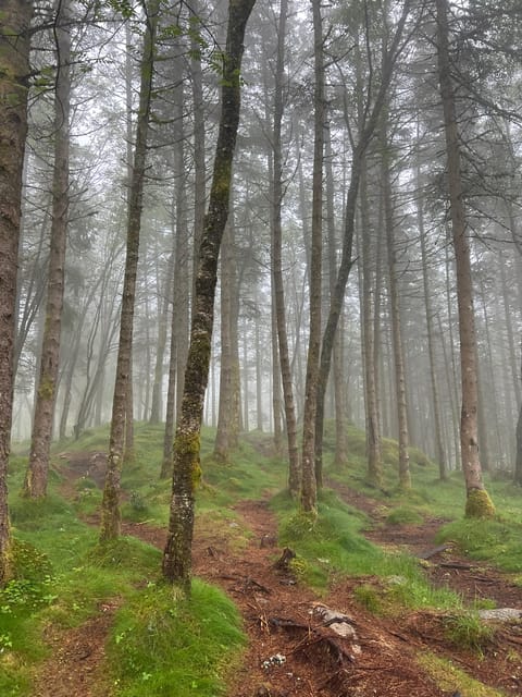 Bergen Magical Nature Tour | ViFlowExperience - What the $251 price really buys you