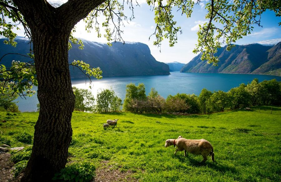 Bergen: Viking Village, Nærøyfjord Cruise & Flåm Railway - Flåm, a short pause beside the fjord