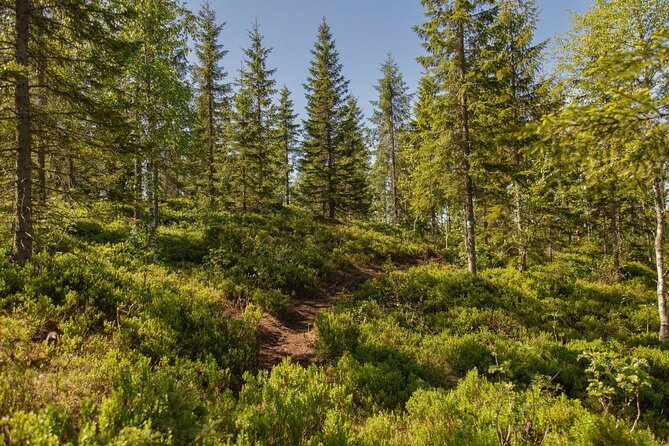 Best View of the Oslofjord Hike - Why Vettakollen is worth the climb