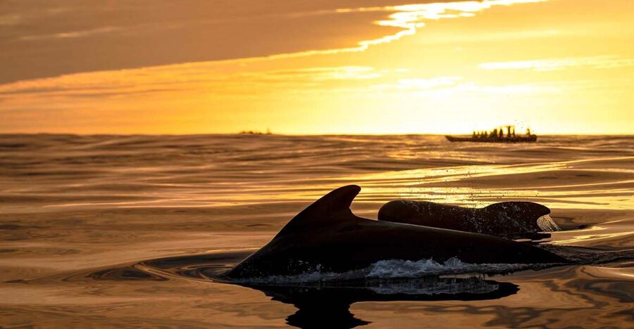 Bleik: Whale Watching by Speedboat with Puffins and Muffins - Key points before you book