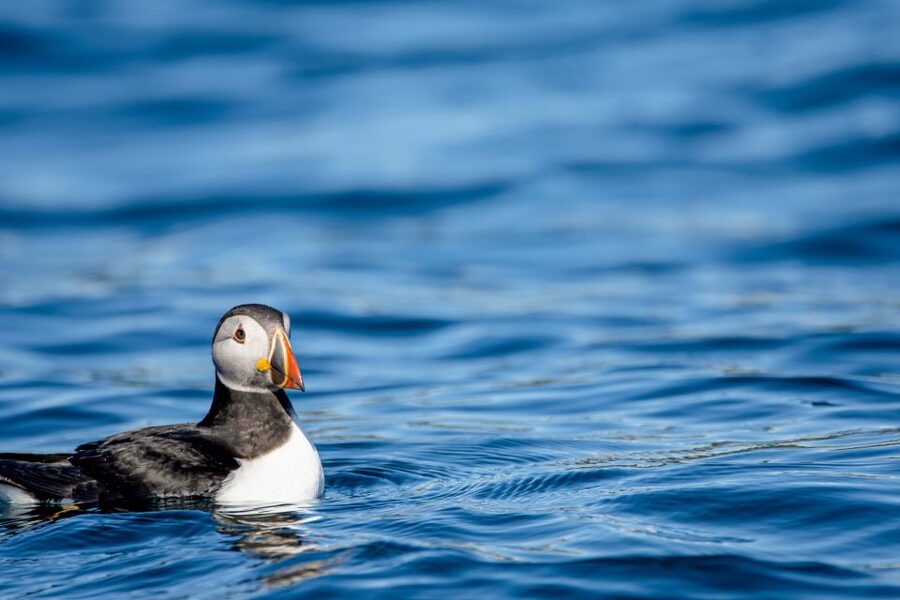 Bleik: Whale Watching by Speedboat with Puffins and Muffins - Who should skip this RIB trip