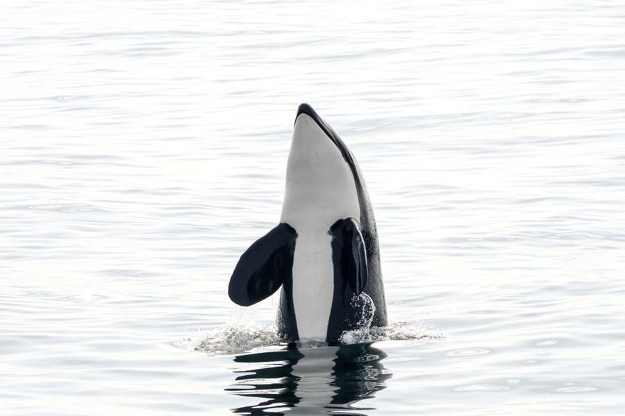 Bleik: Whale Watching by Speedboat with Puffins and Muffins - Why the Bleik Canyon makes this trip special
