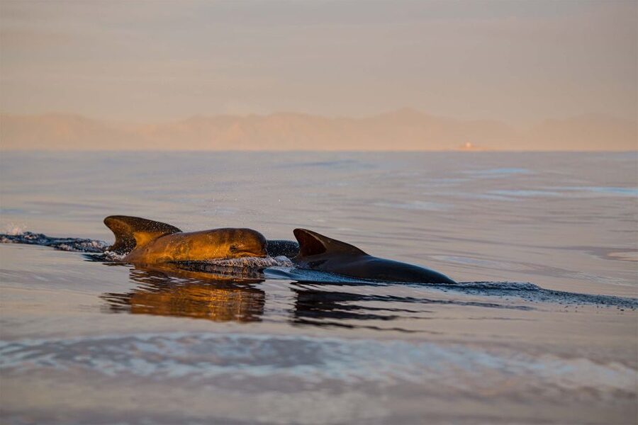 Bleik: Whale Watching by Speedboat with Puffins and Muffins - What the 12-seat RIB adds