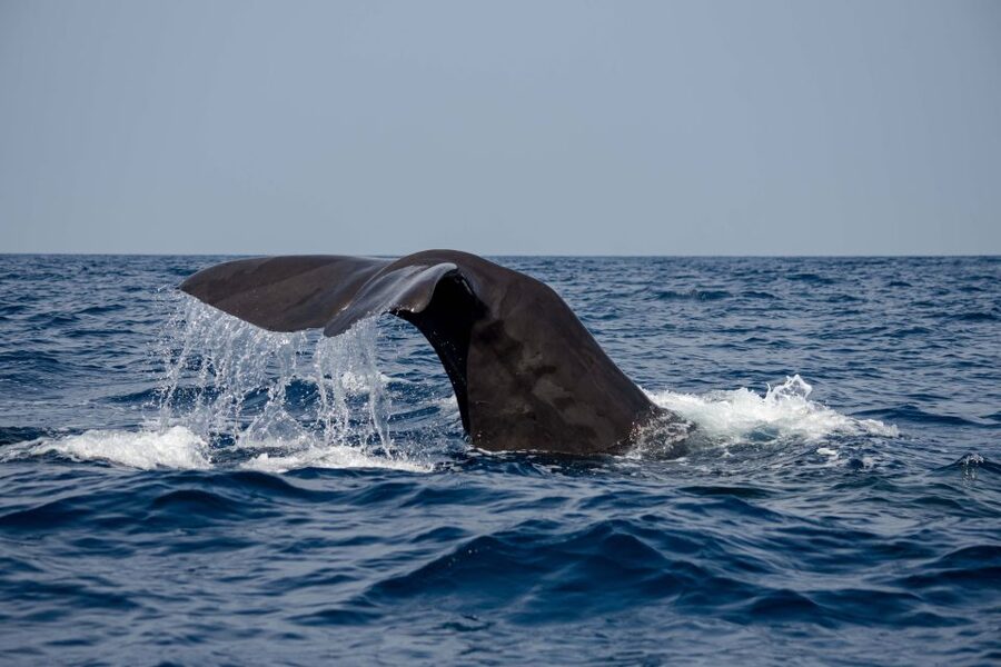 Bleik: Whale Watching by Speedboat with Puffins and Muffins - Searching for sperm whales in the canyon