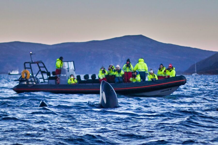 Bleik: Whale Watching by Speedboat with Puffins and Muffins - Orcas, pilot whales, and the luck factor