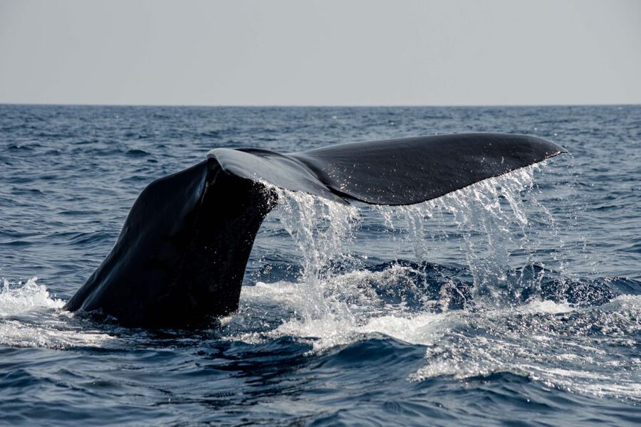 Bleik: Whale Watching by Speedboat with Puffins and Muffins - Puffin cliffs and the bird-watching stop