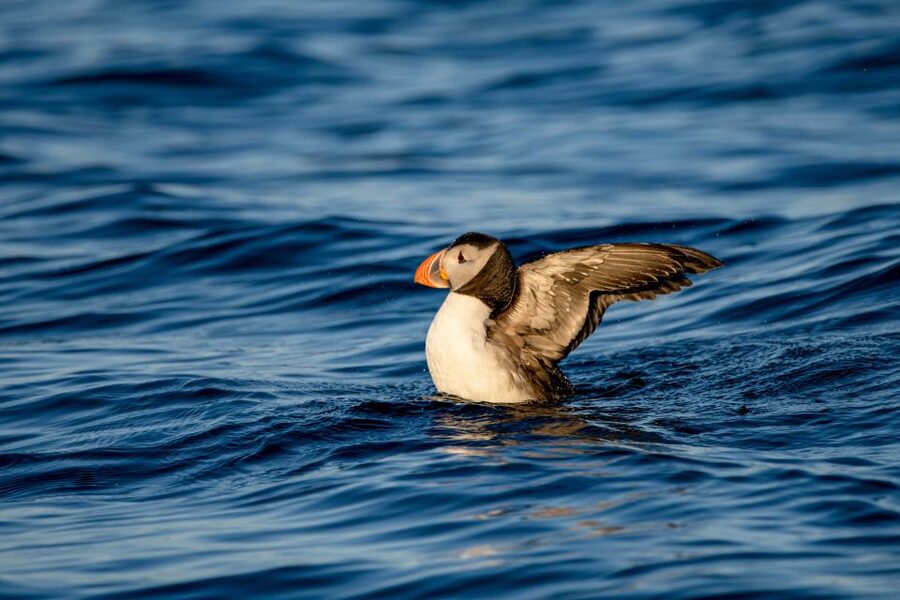 Bleik: Whale Watching by Speedboat with Puffins and Muffins - The midnight sun and the 9 PM departure