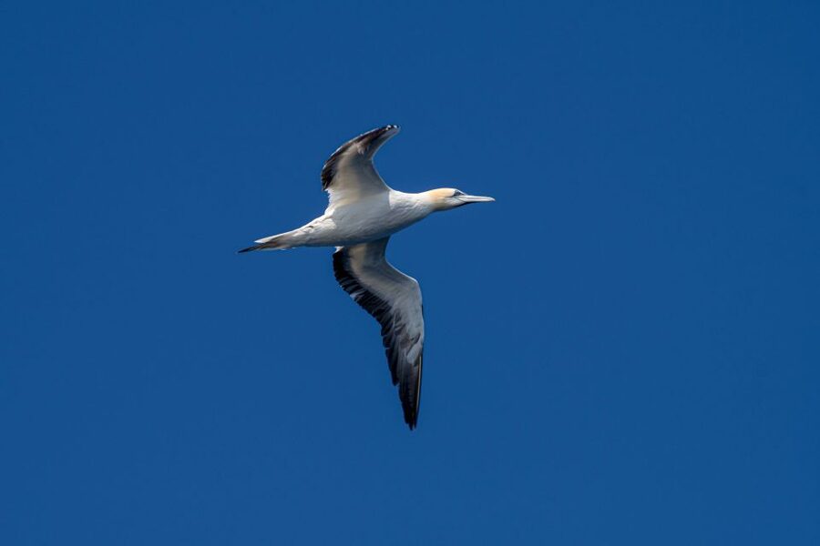Bleik: Whale Watching by Speedboat with Puffins and Muffins - Is $199 a fair price?